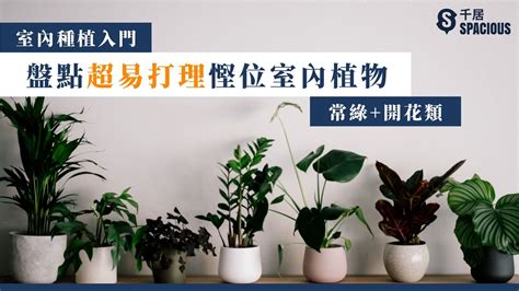 容易種植的植物|【室內種植入門】9大超易打理+慳位室內植物！常綠